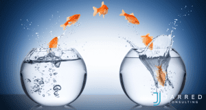 Goldfish leading others from one bowl to another